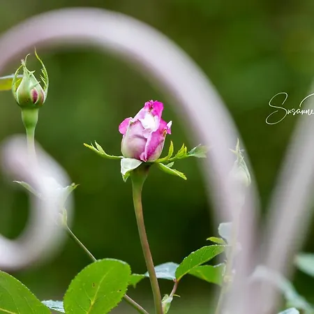 Nordsee-domizil * דורנום