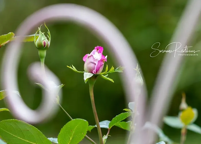 Nordsee-domizil * 多努姆